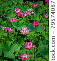蓮花 79574087