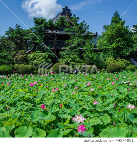 信濃國分寺蓮田 79574091