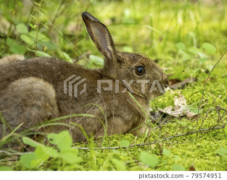 Japanese black hare Japanese black hare 79574951