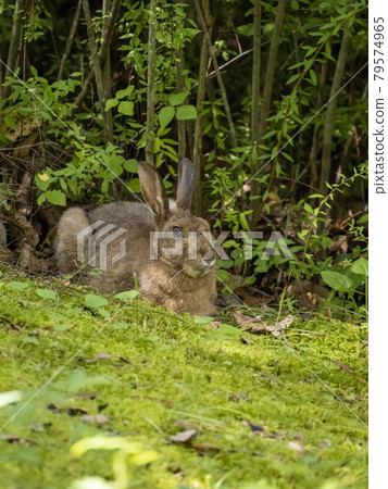 Japanese black hare Japanese black hare 79574965