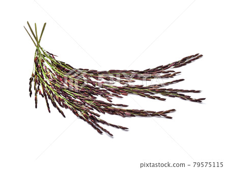Rice berry isolated on white background Rice berry isolated on white background 79575115