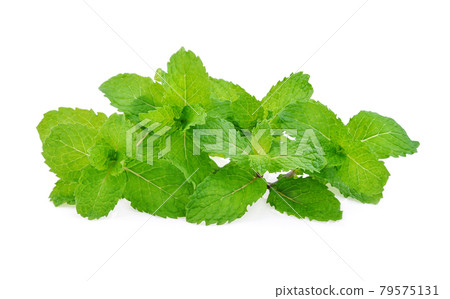 fresh mint leaf isolated on white background 79575131