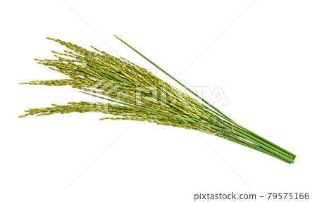 green paddy rice isolated on white background green paddy rice isolated on white background 79575166