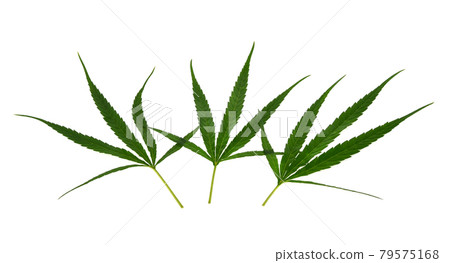 Cannabis leaf, marijuana isolated over white background Cannabis leaf, marijuana isolated over white background 79575168