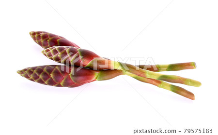 Phlai (thai name), Cassumunar ginger, Bengal root, flowers 79575183