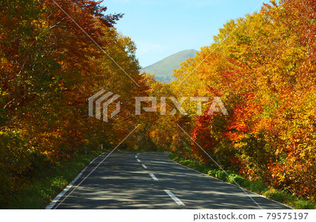 A group of bright autumn leaves on Towada Road, Aomori Prefecture 79575197