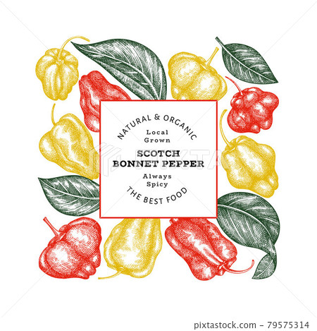 Hand drawn sketch style scotch bonnet pepper banner. Organic fresh vegetable vector illustration. Retro cayenne pepper design template 79575314