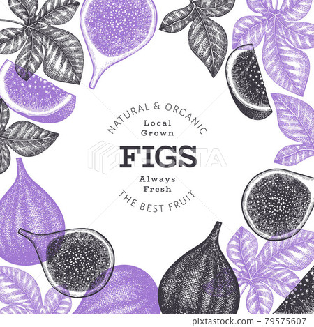 Hand drawn fig fruits design template. Organic fresh food vector illustration. Retro fig fruit banner. Hand drawn fig fruits design template. Organic fresh food vector illustration. Retro fig fruit banner. 79575607