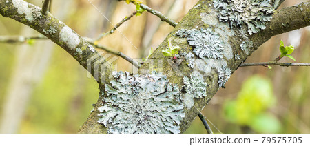 Lichen Parmelia sulcata on tree bark with young green spring shoots 79575705
