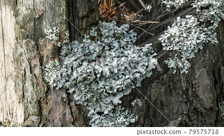 Lichen Parmelia sulcata on an old tree stump in a pine forest 79575718