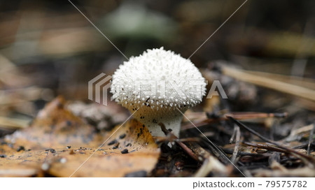 Mushroom Lycoperdon perlatum or common puffball, warted puffball in a forest. 79575782