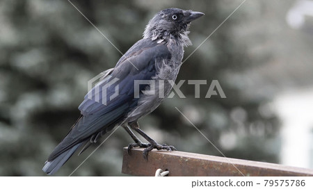 Close-up of a jackdaw sitting on a metal ledge, Close-up of a jackdaw sitting on a metal ledge, 79575786