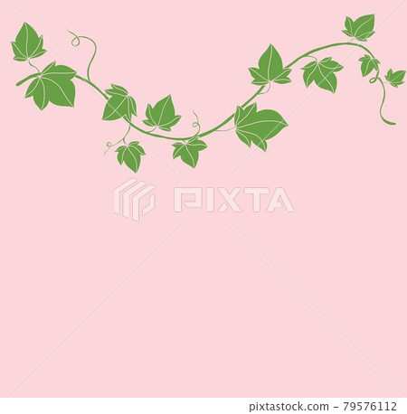 Simplicity ivy freehand drawing flat design. 79576112
