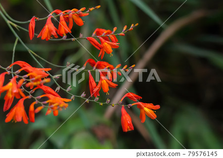 crocosmia crocosmiiflora red flowers also known as Montbretia crocosmia crocosmiiflora red flowers also known as Montbretia 79576145