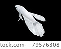 White Betta Fish, Isolated Over Black Color Background. Suitable For Design Stock Object, Rare Siamese Fighting Fish, Betta Splendens, Betta Mandor, Giant Betta, Cut Out 79576308