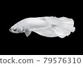 White Betta Fish, Isolated Over Black Color Background. Suitable For Design Stock Object, Rare Siamese Fighting Fish, Betta Splendens, Betta Mandor, Giant Betta, Cut Out 79576310