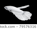 White Betta Fish, Isolated Over Black Color Background. Suitable For Design Stock Object, Rare Siamese Fighting Fish, Betta Splendens, Betta Mandor, Giant Betta, Cut Out 79576316