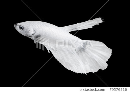 White Betta Fish, Isolated Over Black Color Background. Suitable For Design Stock Object, Rare Siamese Fighting Fish, Betta Splendens, Betta Mandor, Giant Betta, Cut Out White Betta Fish, Isolated Over Black Color Background. Suitable For Design Stock Object, Rare Siamese Fighting Fish, Betta Splendens, Betta Mandor, Giant Betta, Cut Out 79576316