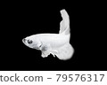 White Betta Fish, Isolated Over Black Color Background. Suitable For Design Stock Object, Rare Siamese Fighting Fish, Betta Splendens, Betta Mandor, Giant Betta, Cut Out 79576317