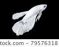 White Betta Fish, Isolated Over Black Color Background. Suitable For Design Stock Object, Rare Siamese Fighting Fish, Betta Splendens, Betta Mandor, Giant Betta, Cut Out 79576318
