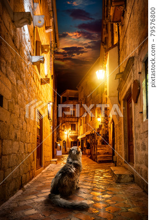 Cat in Kotor Cat in Kotor 79576800