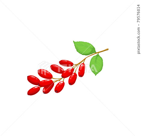 Barberry berries fruits, food from garden, forest 79576814