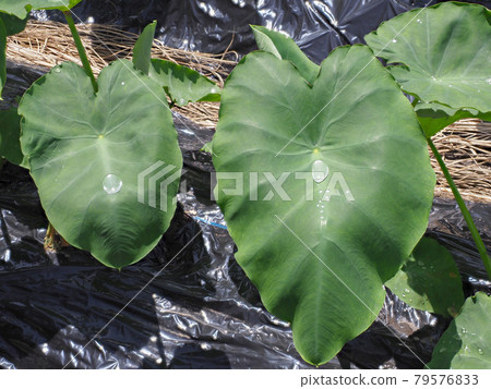 Scenery of polka dots on the leaves of taro in the field 79576833