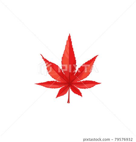 Autumn maple leaf cartoon isolated vector icon 79576932