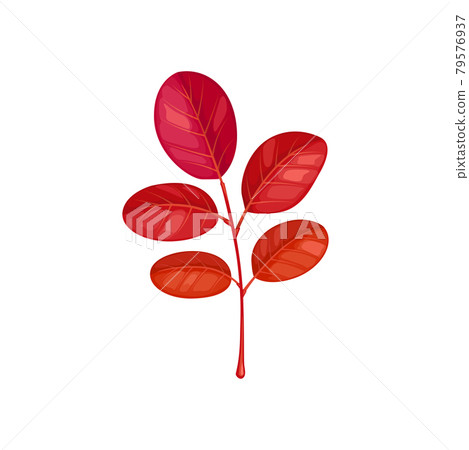 Fallen acacia tree leaf brown color vector icon 79576937