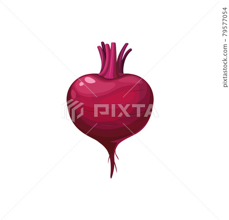 Ripe beetroot, fresh beet vector vegetable, plant Ripe beetroot, fresh beet vector vegetable, plant 79577054