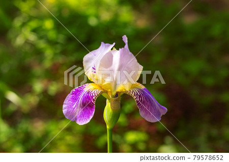 Beautiful purple and yellow Iris flower on blurred green natural background. Bearded iris concept. 79578652
