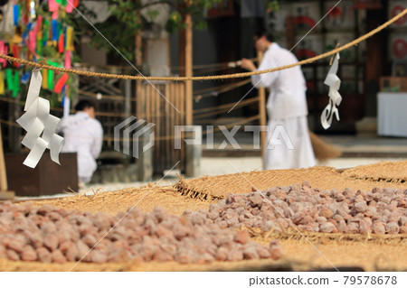 It is a work scene with dried plums for soil at Kitano Tenmangu Shrine in Kyoto. 79578678