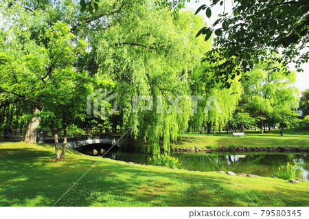 札幌中島公園以新綠 札幌中島公園以新綠 79580345