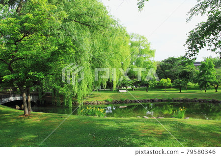 札幌中島公園以新綠 札幌中島公園以新綠 79580346