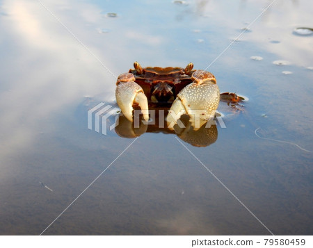 黑色中型仿相手蟹 79580459