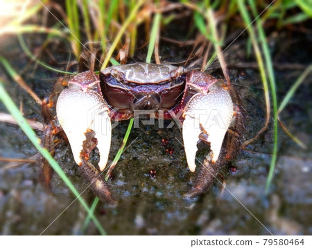 黑色中型仿相手蟹 黑色中型仿相手蟹 79580464