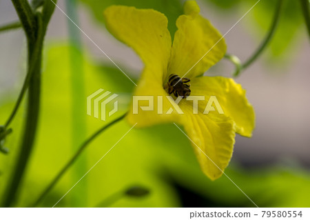 Bitter gourd flowers grown in the vegetable garden 79580554
