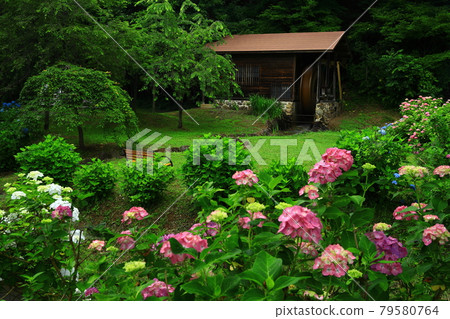 Mr. hydrangea and Kitakami-shi Iwate prefecture Mr. Taki Mr. hydrangea and Kitakami-shi Iwate prefecture Mr. Taki 79580764