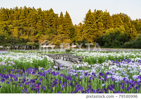 Koizumigata Park 79580996