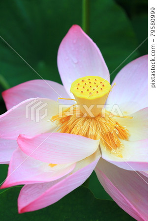 Lotus flower  79580999