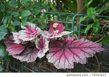 July Tama 376 Rhizome Begonia (Rex Begonia), Begoniaceae, Tama Green Live Center 79581621