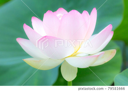 Lotus flower Lotus flower 79581666