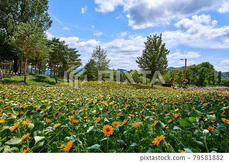 Gapyeong-gun Jaraseom Namdo Flower Garden with beautiful blue sky and clouds Gapyeong-gun Jaraseom Namdo Flower Garden with beautiful blue sky and clouds 79581882
