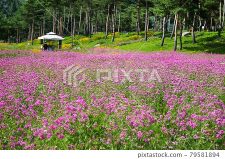 Gapyeong-gun Jaraseom Namdo Flower Garden with beautiful blue sky and clouds 79581894