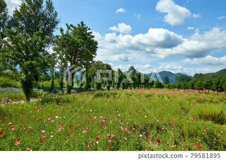 Gapyeong-gun Jaraseom Namdo Flower Garden with beautiful blue sky and clouds 79581895