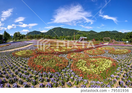 Gapyeong-gun Jaraseom Namdo Flower Garden with beautiful blue sky and clouds 79581936