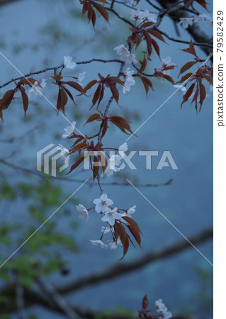 櫻花和樹葉 79582429