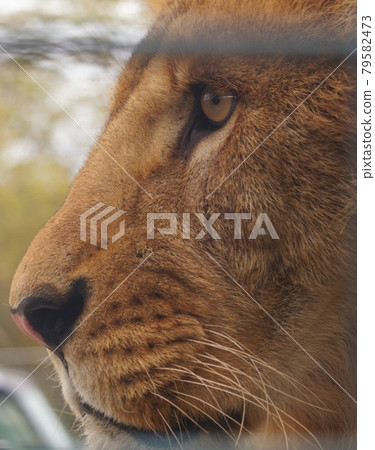 獅子尋找獵物 79582473