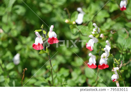Salvia · Microfila Hot Lips Salvia · Microfila Hot Lips 79583011