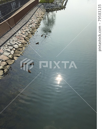 2015 年 6 月水面和野鳥 79583135